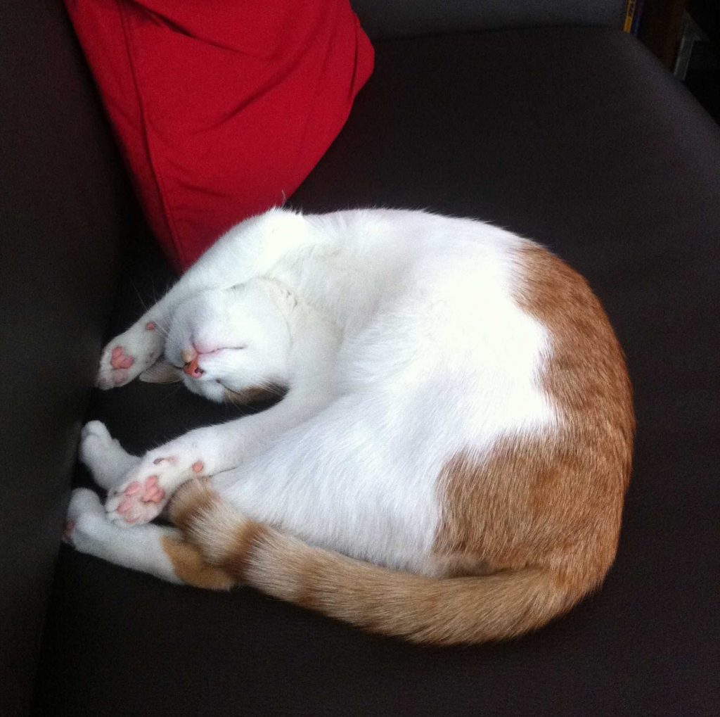 Rode kat ondersteboven aan het slapen.