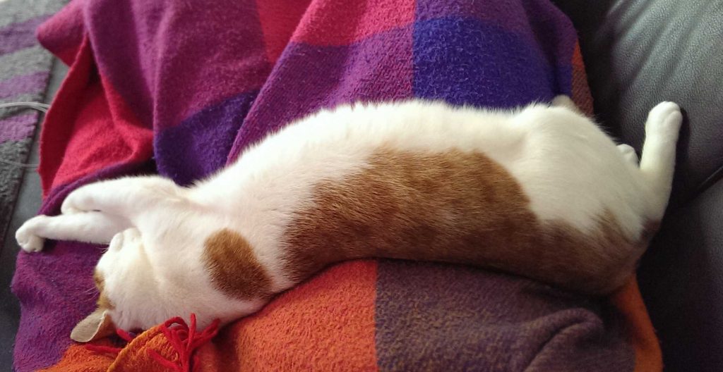 Rode kat ondersteboven slapend op schoot.